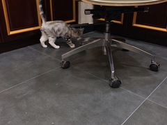 -宠爱国际动物医院·疑难骨科·心肾内科·皮肤科(太阳宫店)