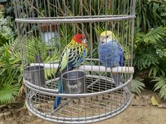 -南宫五洲植物乐园