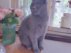-海边的猫和咖啡馆