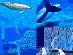 -珠海长隆海洋王国
