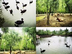 -溱湖国家湿地公园