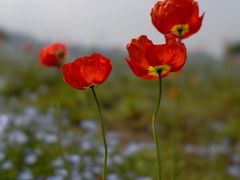 -径山花海