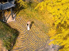 -千年银杏谷文化旅游区