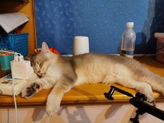 -东方名猫馆·英短金渐层布偶猫舍(环线广场1号楼店)