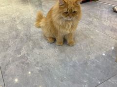 -爪爪喵星球·猫舍(前海卓越店)