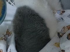 -艾贝尔宠物医院 ·内科全科(梁溪路店)