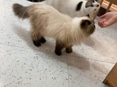 -喵园·猫主题咖啡厅·撸猫·猫咖(国贸店)