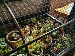 -东方名猫馆·英短金渐层布偶猫舍(环线广场1号楼店)