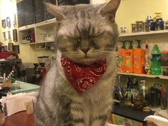 -猫色咖啡·猫咖