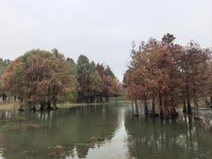 -贡湖湾湿地公园