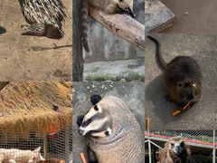 -西霞口神雕山野生动物世界