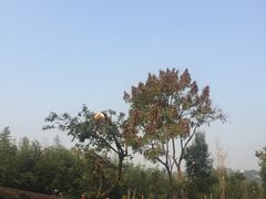 -成都大熊猫繁育研究基地
