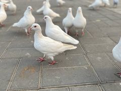 -北京鹿世界主题园