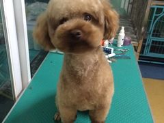 -喵宠乐园·撸猫互动·猫舍