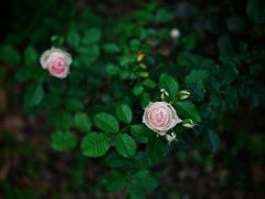 -苏州河梦清园环保主题公园