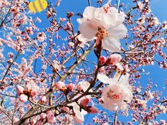 -桃花堤公园