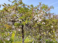 -古柏渡飞黄旅游区