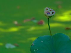 -国家植物园