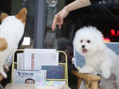 -瑞鹏宠物医院犬猫全科(真大分院)