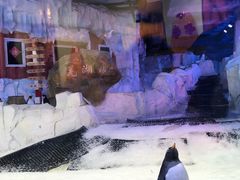 -芜湖新华联大白鲸海洋公园