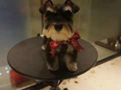 Oh&nbsp;My&nbsp;Dog宠物沙龙&nbsp;(源深店)-Oh My Dog宠物沙龙(伊珊娜皮毛护理店)