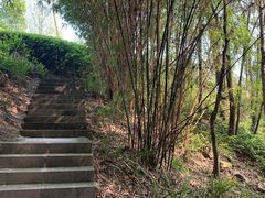 -铁山坪森林公园