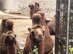 -石家庄市动物园