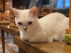 -猫猫幼稚园·撸猫·桌游·电玩