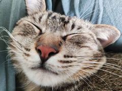 -爱诺耐芙动物医院(万博店)