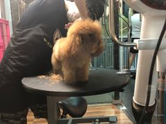 -Goku PET SHOP宠物视觉生活馆(双井店)