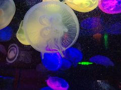 -太平洋海底世界