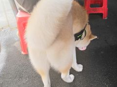 -肖胖子猪油拌粉