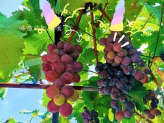 -大泽山风景名胜区