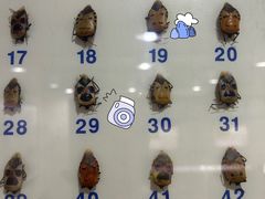 -上海大自然野生昆虫馆(东方明珠·爬宠昆虫探索中心)