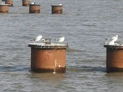 -呼兰河口湿地公园