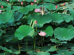 -天津东丽湖风景区