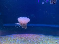 -欢乐海岸海洋奇梦馆