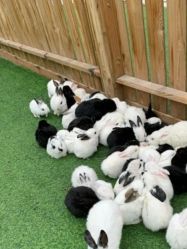 -萌宠亲子动物乐园(槐房万达店)