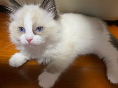 -糯米喵星人总部直营旗舰店·猫舍·幼猫出售