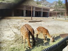 -新疆天山野生动物园
