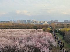 -明秦王墓遗址