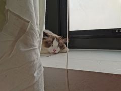 -猫腻·猫咖·撸猫馆(星光大道店)