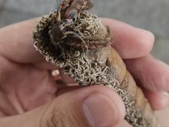 -万尾金滩