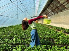 -昌平兴寿秀秀草莓采摘园