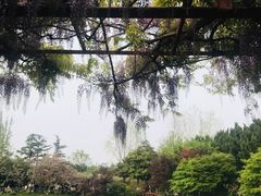 -嘉定紫藤园