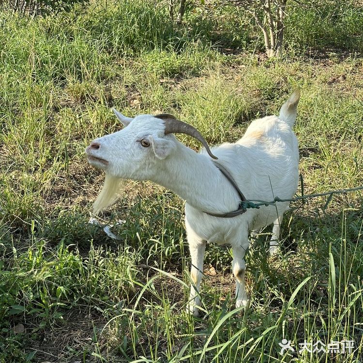 🚗驱车30KM，吃了一顿漂亮农家乐！