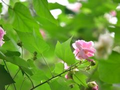-杭州花家山庄