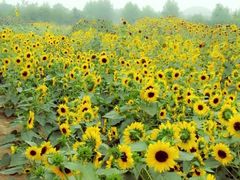 景点-郑州植物园