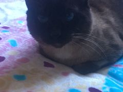 -骐奇宠物诊疗中心(南亭公路店)