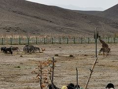 -新疆天山野生动物园